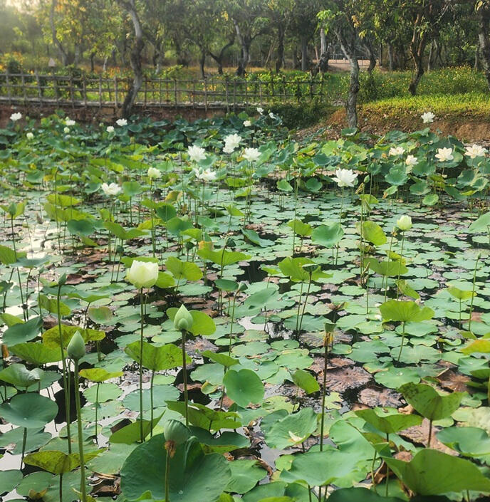 Bằng hương sen tinh khiết